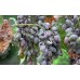 Аскомицеты Аскомицеты